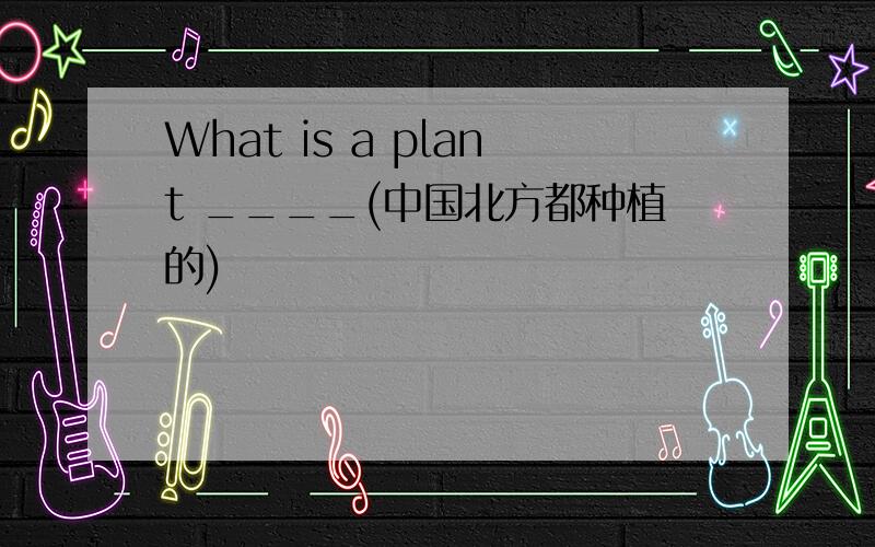 What is a plant ____(中国北方都种植的)