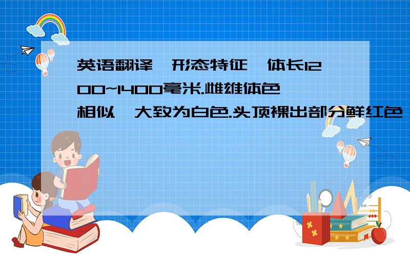 英语翻译【形态特征】体长1200~1400毫米.雌雄体色相似,大致为白色.头顶裸出部分鲜红色,额和眼先微具黑色羽毛,喉、颊和颈大部分暗褐色；次级和三级飞羽为黑色,并延长弯曲呈弓状.尾羽短,