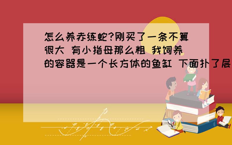 怎么养赤练蛇?刚买了一条不算很大 有小指母那么粗 我饲养的容器是一个长方体的鱼缸 下面扑了层土 放了几根树枝和石头 然后放了一碟水 里面有小鱼 看见很多人说要温度到了才能吃东西