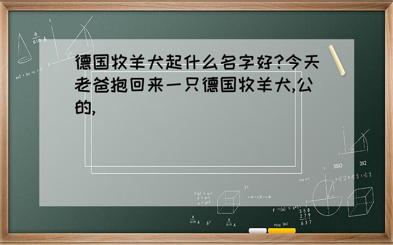 德国牧羊犬起什么名字好?今天老爸抱回来一只德国牧羊犬,公的,