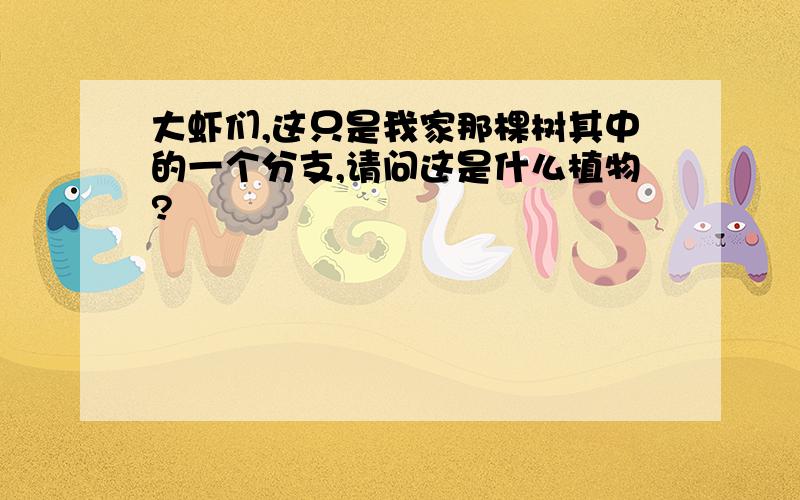 大虾们,这只是我家那棵树其中的一个分支,请问这是什么植物?