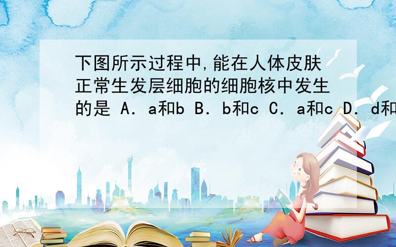 下图所示过程中,能在人体皮肤正常生发层细胞的细胞核中发生的是 A．a和b B．b和c C．a和c D．d和e