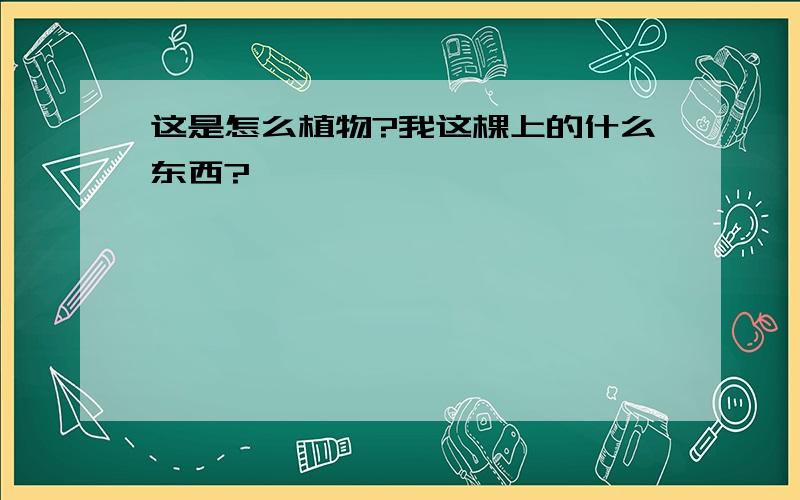 这是怎么植物?我这棵上的什么东西?