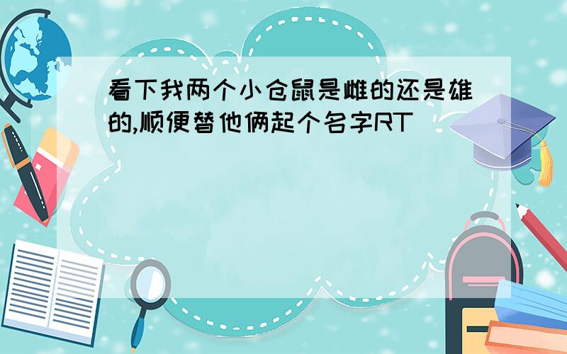 看下我两个小仓鼠是雌的还是雄的,顺便替他俩起个名字RT