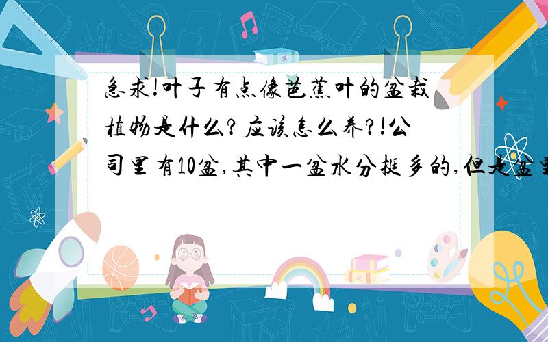 急求!叶子有点像芭蕉叶的盆栽植物是什么?应该怎么养?!公司里有10盆,其中一盆水分挺多的,但是盆里的不是泥土,不知道是什么,虽然水分多,但是枯萎了,奄奄一息.还有一盆,盆里面是泥土,但是