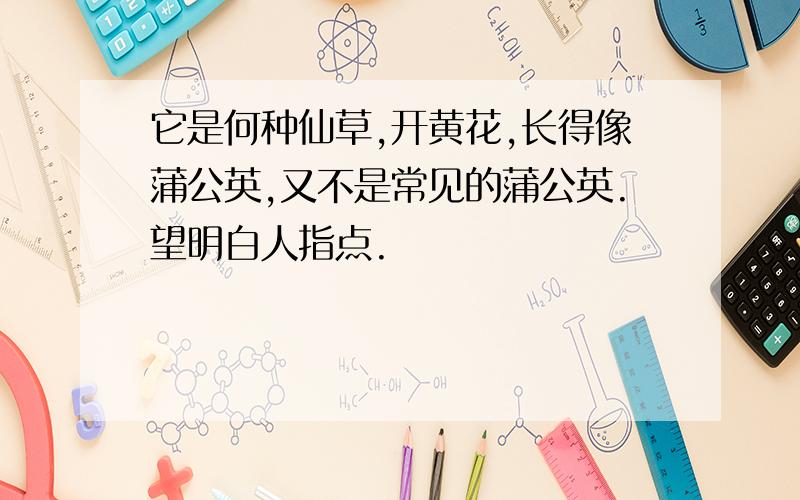 它是何种仙草,开黄花,长得像蒲公英,又不是常见的蒲公英.望明白人指点.