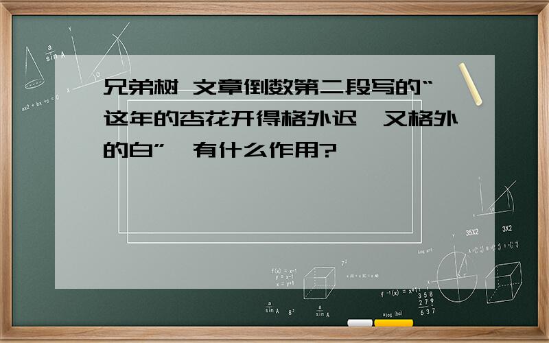 兄弟树 文章倒数第二段写的“这年的杏花开得格外迟,又格外的白”,有什么作用?