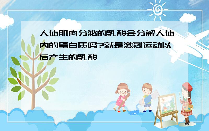 人体肌肉分泌的乳酸会分解人体内的蛋白质吗?就是激烈运动以后产生的乳酸