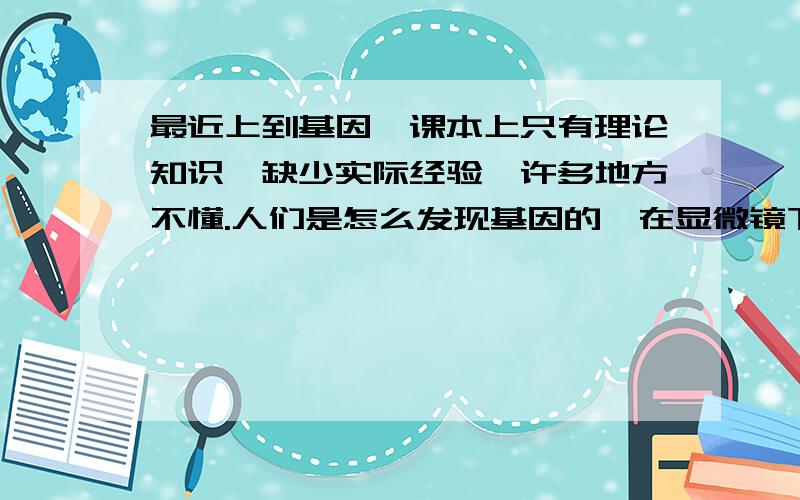 最近上到基因,课本上只有理论知识,缺少实际经验,许多地方不懂.人们是怎么发现基因的,在显微镜下,进行染色,能看到DNA吗?人们将DNA编序,用英文字母表示,DNA又不是字母,将他们变成字母时有