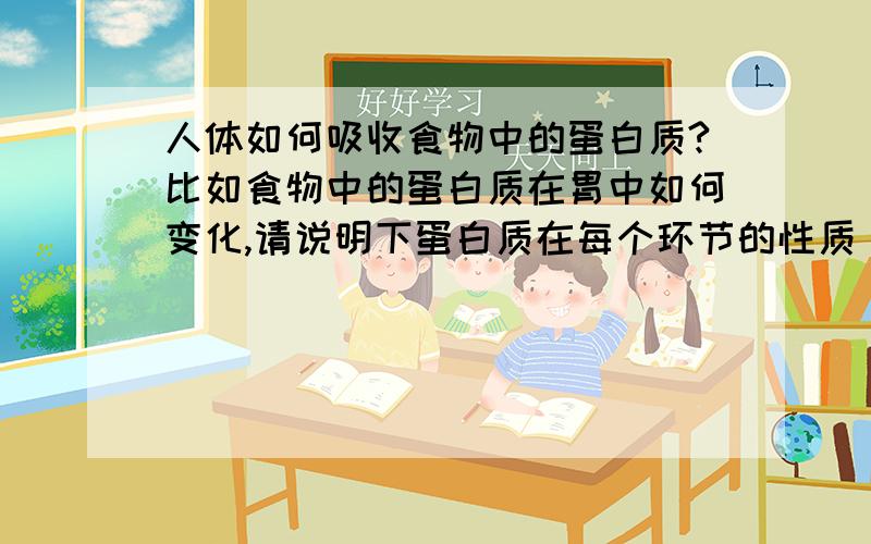 人体如何吸收食物中的蛋白质?比如食物中的蛋白质在胃中如何变化,请说明下蛋白质在每个环节的性质(是氨基酸还是蛋白质等)