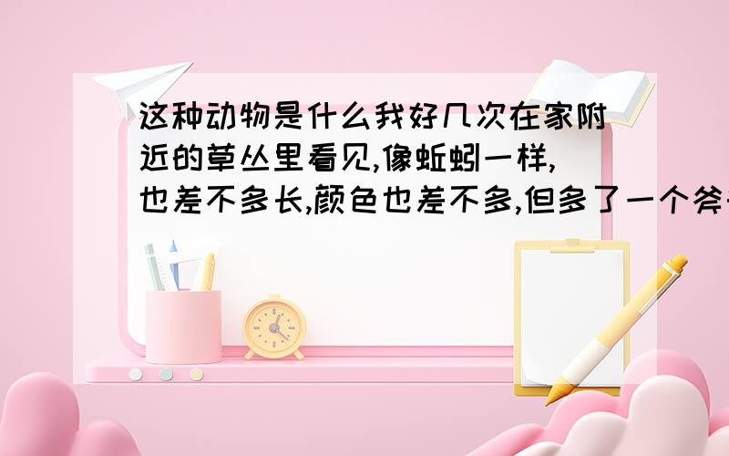 这种动物是什么我好几次在家附近的草丛里看见,像蚯蚓一样,也差不多长,颜色也差不多,但多了一个斧头一样的头没有蚯蚓这么粗，身子扁平,是软体动物，