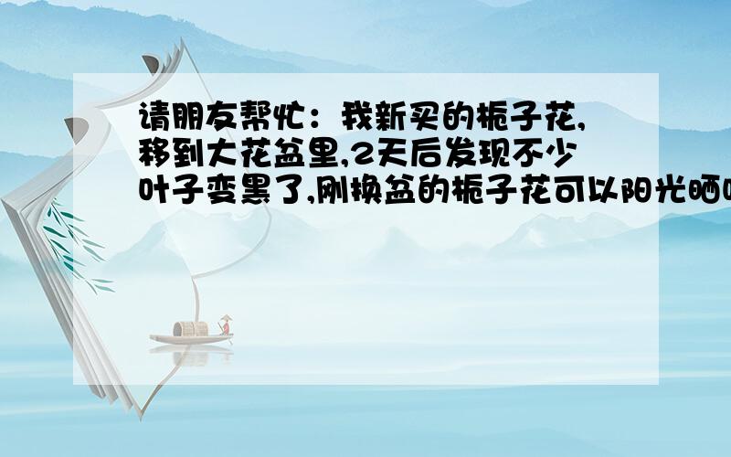 请朋友帮忙：我新买的栀子花,移到大花盆里,2天后发现不少叶子变黑了,刚换盆的栀子花可以阳光晒吗?叶子变黑的原因是什么?我可以到一些变质的牛奶吗?还是淘米水?或者什么肥料?