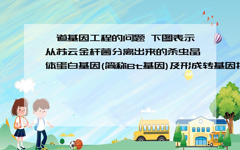 一道基因工程的问题 下图表示从苏云金杆菌分离出来的杀虫晶体蛋白基因(简称Bt基因)及形成转基因抗虫植物的图解：(图分为两部分,此处为上半部分图）(1)在下列含有ATP、有关酶的试管中,