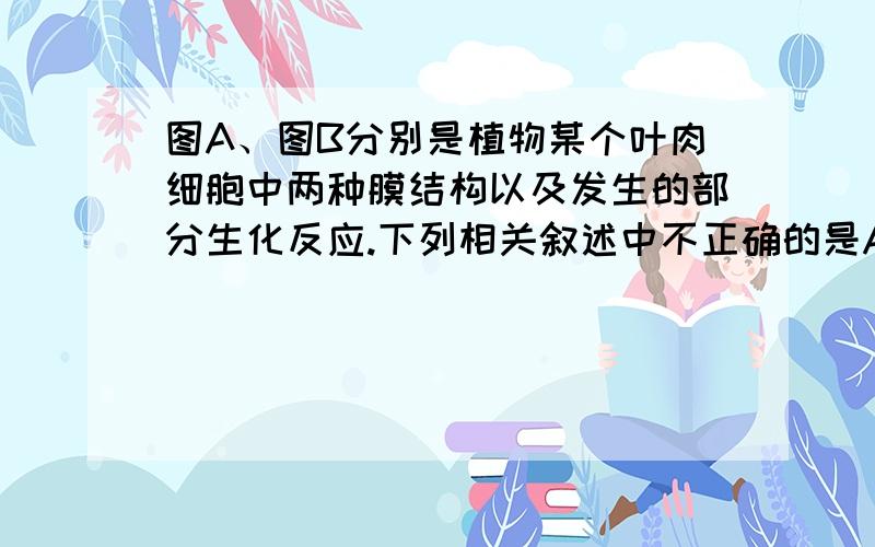 图A、图B分别是植物某个叶肉细胞中两种膜结构以及发生的部分生化反应.下列相关叙述中不正确的是A．图A表示的是叶绿体类囊体薄膜,图B表示的是线粒体内膜B．在图A、图B膜上都发生了能量