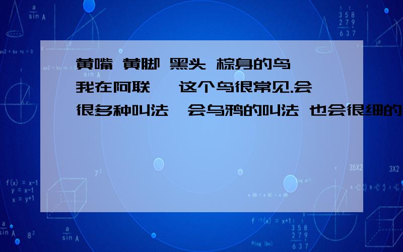 黄嘴 黄脚 黑头 棕身的鸟,我在阿联酋 这个鸟很常见.会很多种叫法,会乌鸦的叫法 也会很细的那种叫声眼睛也是黄色的嘴巴很尖在地上跑的很快