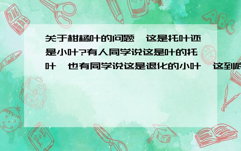 关于柑橘叶的问题,这是托叶还是小叶?有人同学说这是叶的托叶,也有同学说这是退化的小叶,这到底是什么?求解答