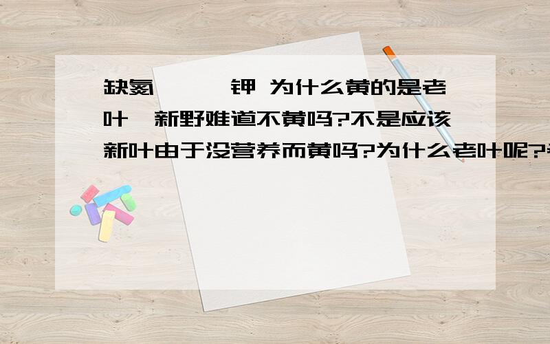 缺氮,镁,钾 为什么黄的是老叶,新野难道不黄吗?不是应该新叶由于没营养而黄吗?为什么老叶呢?老叶不应该有储存这些矿物质的吗?