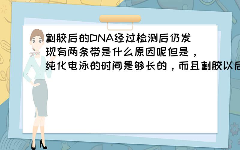 割胶后的DNA经过检测后仍发现有两条带是什么原因呢但是，纯化电泳的时间是够长的，而且割胶以后非目的条带（1000bp）跟目的条带(600bp)的大小是相差较远。