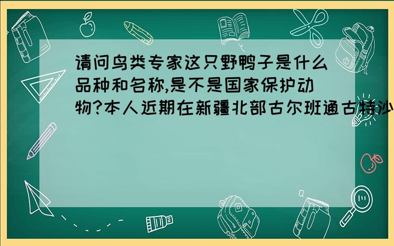 请问鸟类专家这只野鸭子是什么品种和名称,是不是国家保护动物?本人近期在新疆北部古尔班通古特沙漠腹地救助了一只幼年野鸭子.不知道是什么品种叫什么名字.现将这只野鸭子的照片传上