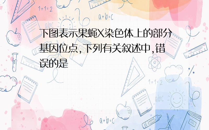 下图表示果蝇X染色体上的部分基因位点,下列有关叙述中,错误的是