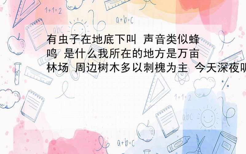 有虫子在地底下叫 声音类似蜂鸣 是什么我所在的地方是万亩林场 周边树木多以刺槐为主 今天深夜听见类似蛐蛐但是鸣叫无间歇 类似蝉鸣但是共振又低沉  靠近动静大了 立刻停止于是在不