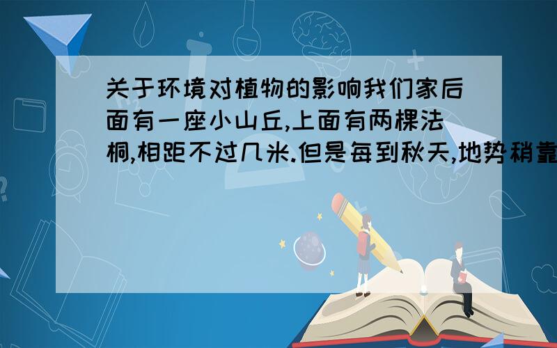 关于环境对植物的影响我们家后面有一座小山丘,上面有两棵法桐,相距不过几米.但是每到秋天,地势稍靠上的那一棵树落叶就晚一些（到下面那一棵都落完叶了,它还是绿的）有谁知道这是为