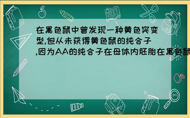 在黑色鼠中曾发现一种黄色突变型,但从未获得黄色鼠的纯合子,因为AA的纯合子在母体内胚胎在黑色鼠中曾发现一种黄色突变型（常染色体遗传）,但从未获得黄色鼠的纯合子,因为AA的纯合子