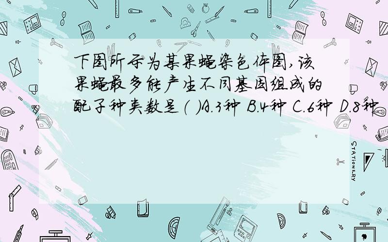 下图所示为某果蝇染色体图,该果蝇最多能产生不同基因组成的配子种类数是（ ）A.3种 B.4种 C.6种 D.8种  ps:配子是指减数第二次分裂后形成的吗?左边那对没有标记字母的同源染色体会参与嘛?