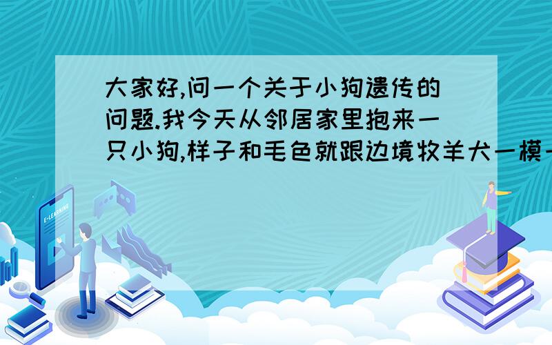 大家好,问一个关于小狗遗传的问题.我今天从邻居家里抱来一只小狗,样子和毛色就跟边境牧羊犬一模一样.不过我问他原来的母狗是什么样的,他也说不出来.大狗昨天死掉了.应该就是家里面养