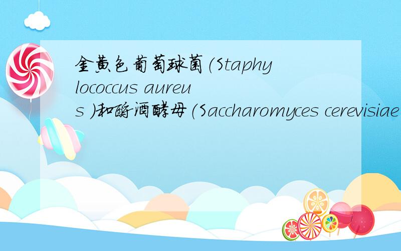 金黄色葡萄球菌（Staphylococcus aureus ）和酿酒酵母（Saccharomyces cerevisiae ）的英文缩写是什么?