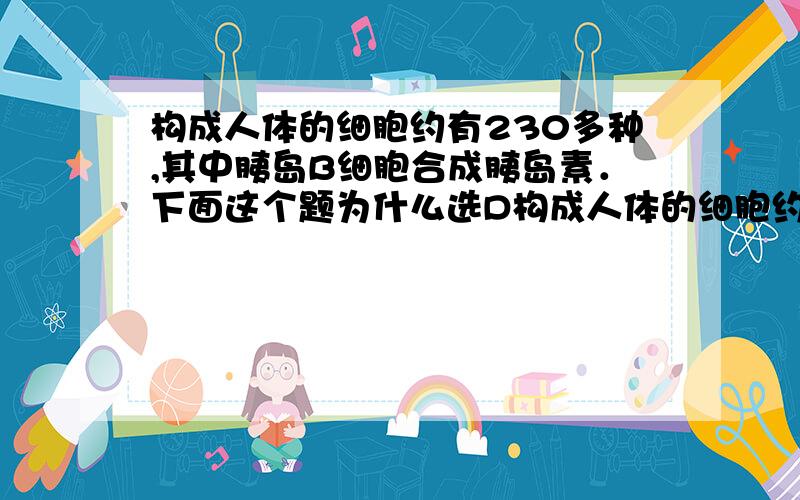 构成人体的细胞约有230多种,其中胰岛B细胞合成胰岛素．下面这个题为什么选D构成人体的细胞约有230多种,其中胰岛B细胞合成胰岛素．甲状腺细胞合成甲状腺激素,植物的叶肉细胞中含有叶绿