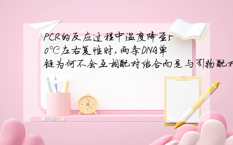 PCR的反应过程中温度降至50℃左右复性时,两条DNA单链为何不会互相配对结合而是与引物配对结合?怎么没有人回答呢。