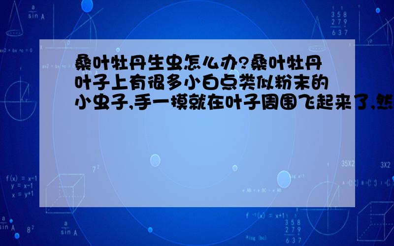 桑叶牡丹生虫怎么办?桑叶牡丹叶子上有很多小白点类似粉末的小虫子,手一摸就在叶子周围飞起来了,然后轻飘飘象粉尘一样又附着在叶子上,这叫什么虫子?我该怎么处理?