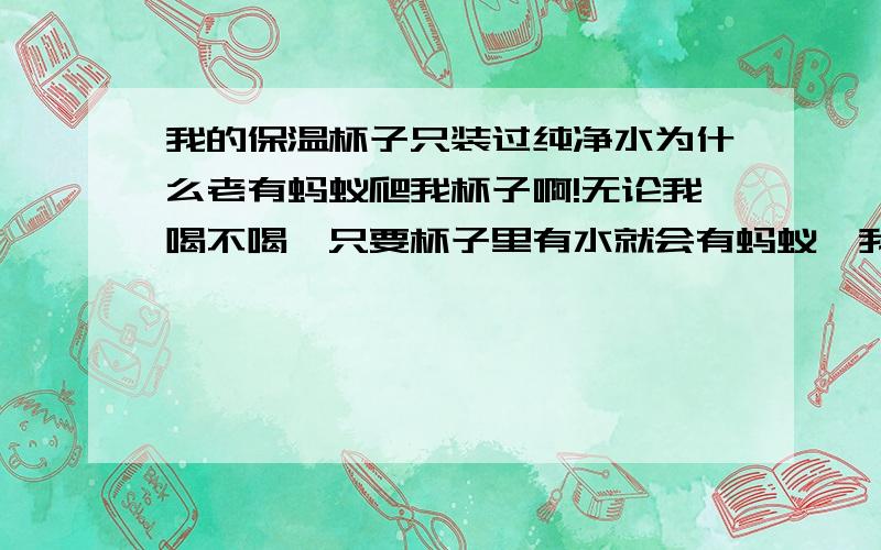 我的保温杯子只装过纯净水为什么老有蚂蚁爬我杯子啊!无论我喝不喝,只要杯子里有水就会有蚂蚁,我这蚂蚁不是很多,但一见我杯子有水就来了,我发现后也洗了几次杯子,但还是有,放在不同的