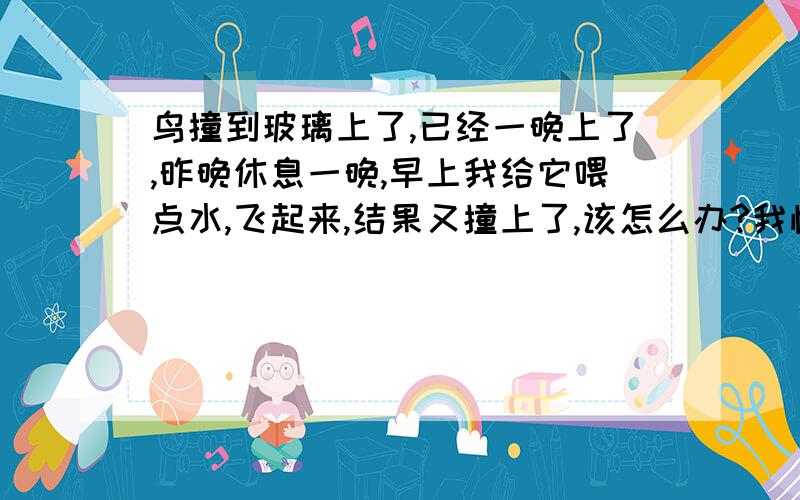 鸟撞到玻璃上了,已经一晚上了,昨晚休息一晚,早上我给它喂点水,飞起来,结果又撞上了,该怎么办?我怕它不吃东西会死!