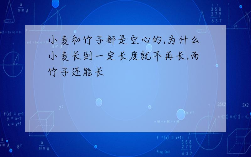 小麦和竹子都是空心的,为什么小麦长到一定长度就不再长,而竹子还能长