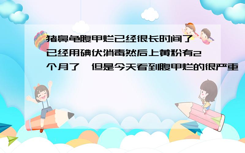 猪鼻龟腹甲烂已经很长时间了,已经用碘伏消毒然后上黄粉有2个月了,但是今天看到腹甲烂的很严重,都看到肉,而且猪鼻龟看起来很虚弱·求帮忙啊··无助啊··