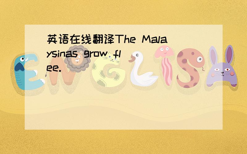 英语在线翻译The Malaysinas grow flee.