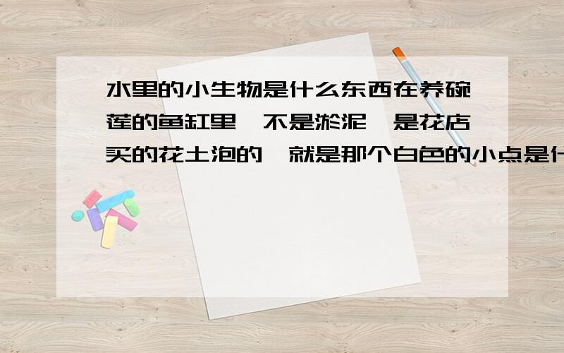 水里的小生物是什么东西在养碗莲的鱼缸里,不是淤泥,是花店买的花土泡的,就是那个白色的小点是什么生物?