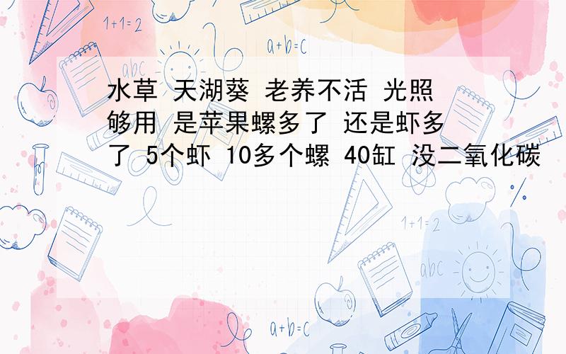 水草 天湖葵 老养不活 光照够用 是苹果螺多了 还是虾多了 5个虾 10多个螺 40缸 没二氧化碳