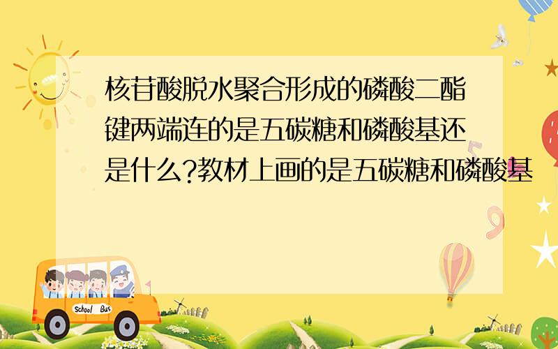 核苷酸脱水聚合形成的磷酸二酯键两端连的是五碳糖和磷酸基还是什么?教材上画的是五碳糖和磷酸基