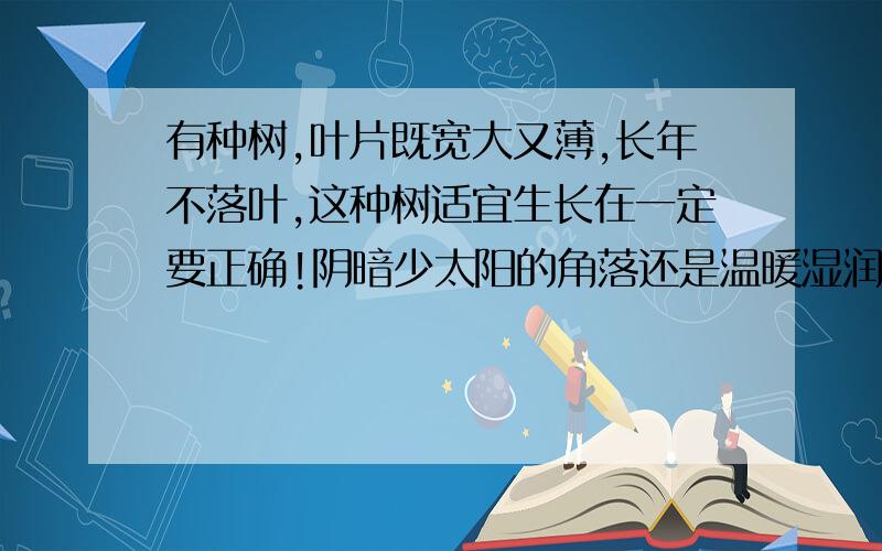 有种树,叶片既宽大又薄,长年不落叶,这种树适宜生长在一定要正确!阴暗少太阳的角落还是温暖湿润的地方