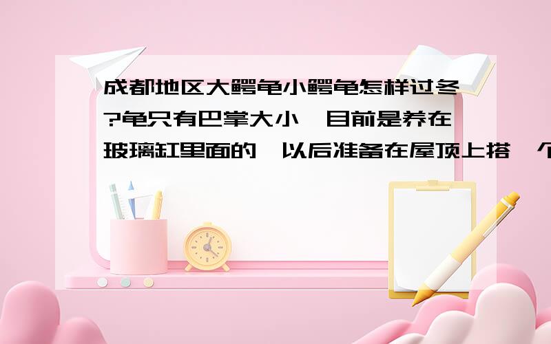 成都地区大鳄龟小鳄龟怎样过冬?龟只有巴掌大小,目前是养在玻璃缸里面的,以后准备在屋顶上搭一个水池.请问在玻璃缸里需要什么设备,在水池里又有需要什么设备?请有在成都养鳄龟经验的