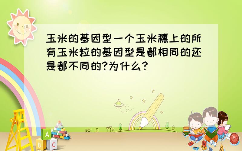 玉米的基因型一个玉米穗上的所有玉米粒的基因型是都相同的还是都不同的?为什么?