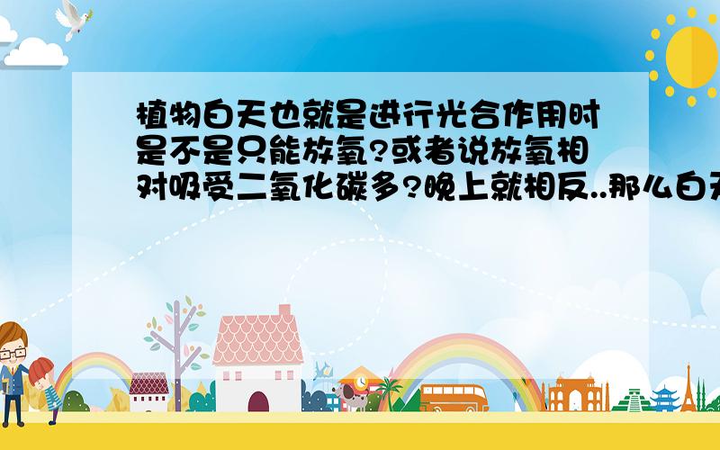 植物白天也就是进行光合作用时是不是只能放氧?或者说放氧相对吸受二氧化碳多?晚上就相反..那么白天吸收二氧化碳和放氧不矛盾但是晚上因为没有光只能吸收二氧化碳，这样理解对吗