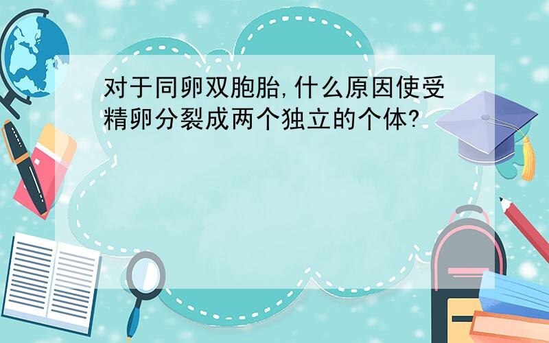 对于同卵双胞胎,什么原因使受精卵分裂成两个独立的个体?