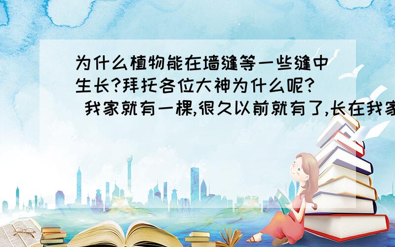 为什么植物能在墙缝等一些缝中生长?拜托各位大神为什么呢? 我家就有一棵,很久以前就有了,长在我家平台的墙缝里……具体是什么树的话,我也不知道,听说其叶子可以喂猪……还可以长很高