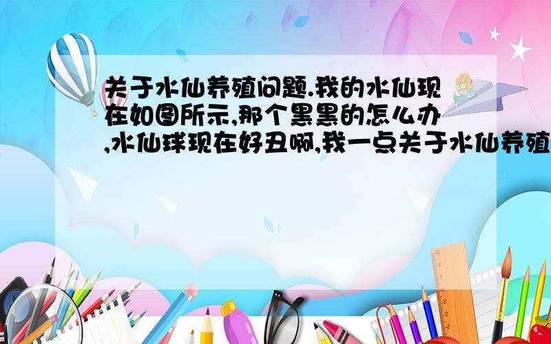 关于水仙养殖问题.我的水仙现在如图所示,那个黑黑的怎么办,水仙球现在好丑啊,我一点关于水仙养殖问题.我的水仙现在如图所示,那个黑黑的怎么办,水仙球现在好丑啊,我一点经验也没有.现