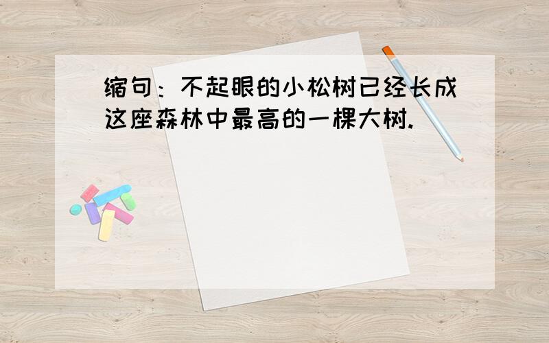 缩句：不起眼的小松树已经长成这座森林中最高的一棵大树.