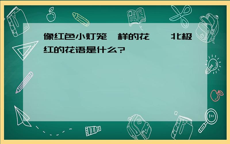 像红色小灯笼一样的花——北极红的花语是什么?